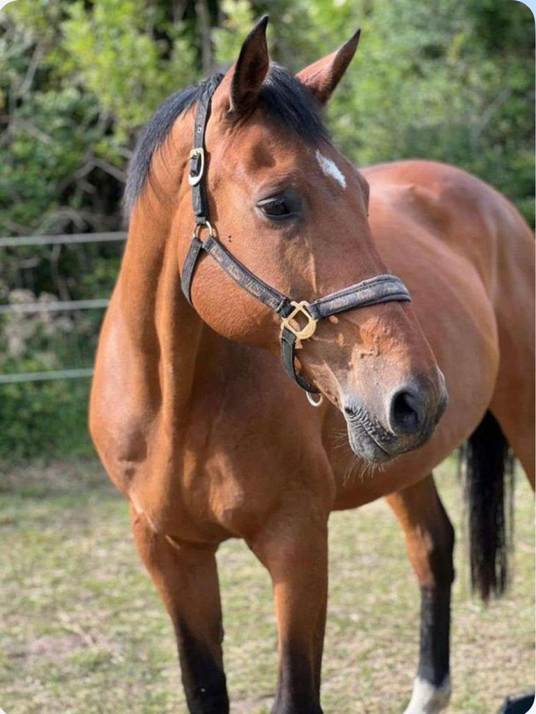 Braaf recreatiepaard met stamboom, Dieren en Toebehoren, Paarden, Merrie, Met stamboom, 175 cm of meer, Zadelmak