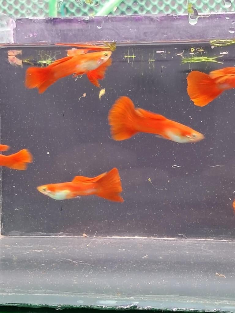 Full red flamingo sword tail guppen., Dieren en Toebehoren, Vis, Zoetwatervis, Schoolvis