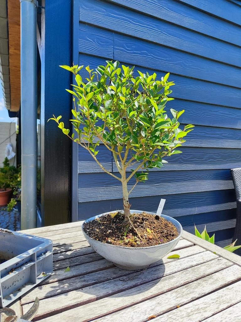 Plante de démarrage pour bonsaï Ligustrum, Enlèvement
