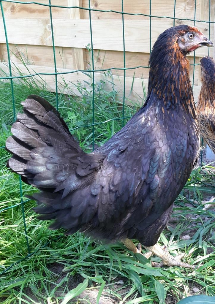 Kippen Harco jonge hennen beschikbaar, Dieren en Toebehoren, Vrouwelijk, Kip