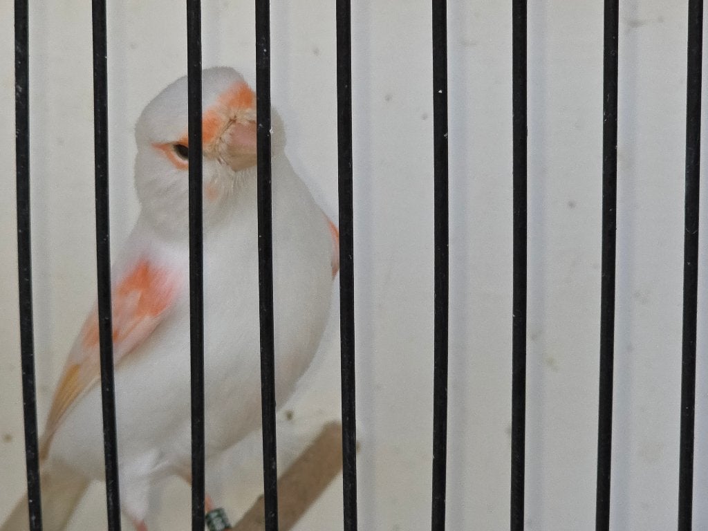 Canaries, Plusieurs animaux, Canari de couleur
