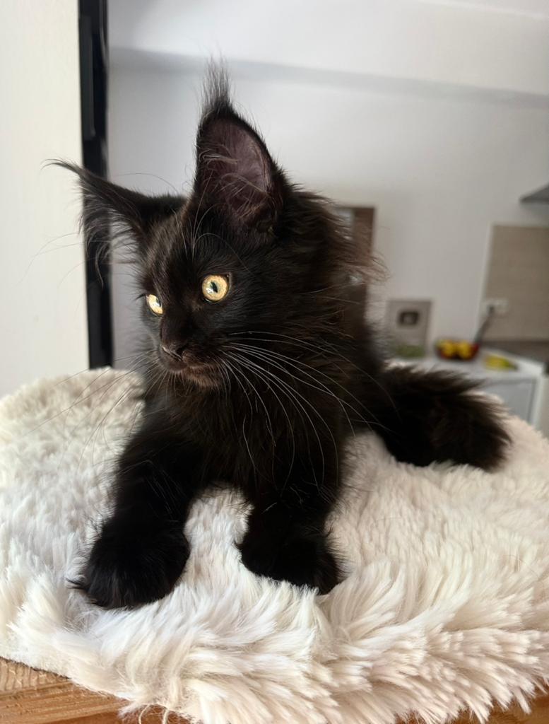 Naomi — chaton Maine Coon super moelleux, Chatte ou Chat, Avec pedigree, 0 à 2 ans