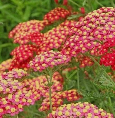 Achillea millefolium 'Paprika', Tuin en Terras, Ophalen, Zomer, Vaste plant, Volle zon
