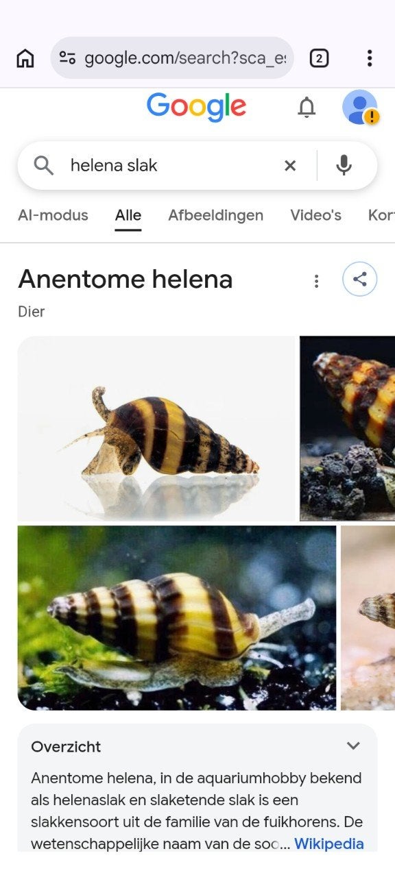 helana slak gezocht