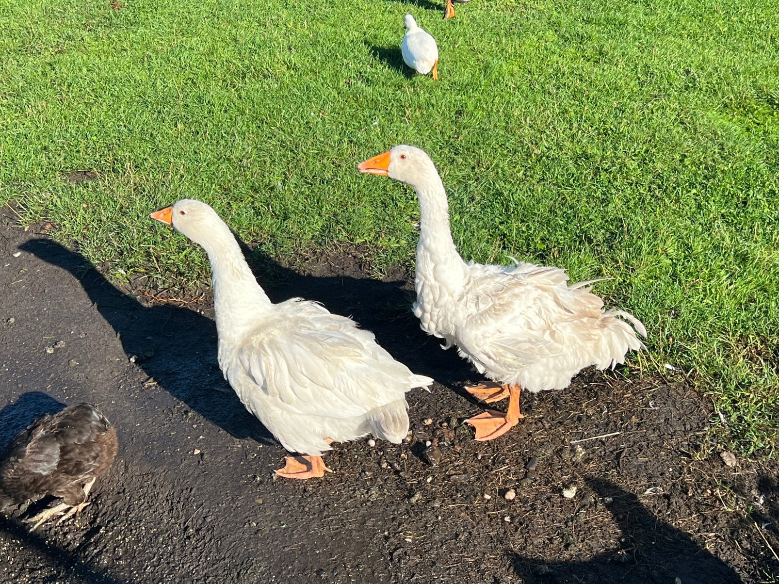 Krulveer sebastopol ganzen, Dieren en Toebehoren, Meerdere dieren, Gans of Zwaan