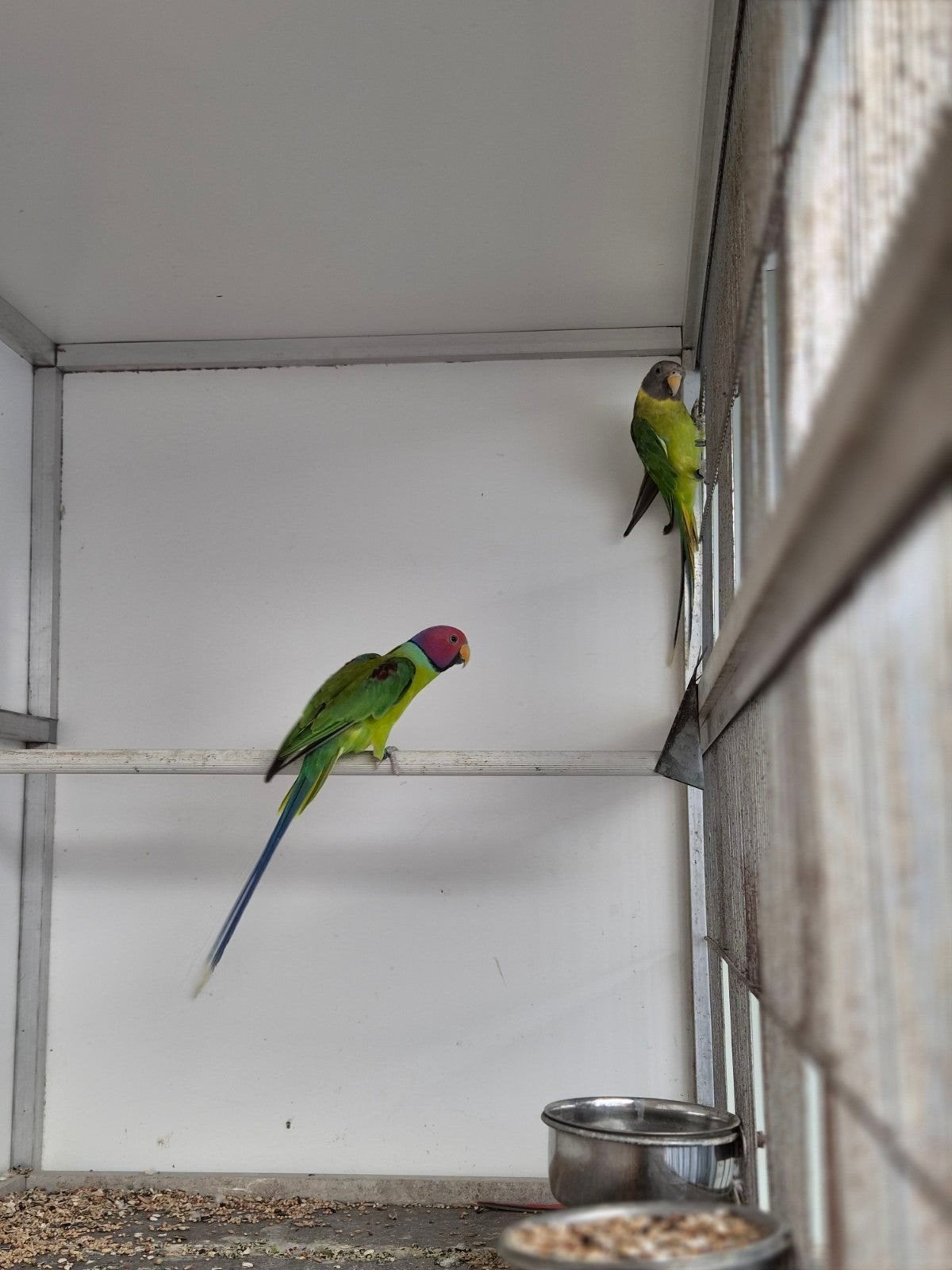 15 vogels te koop in ene koop halsbanden pruikoppen bergen, Dieren en Toebehoren, Ophalen