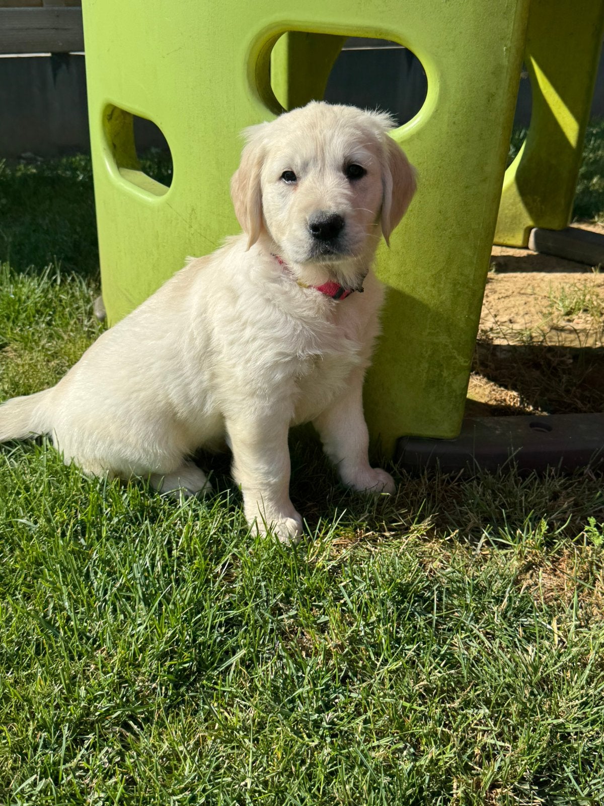 Golden retriever pups, Dieren en Toebehoren, België, Fokker | Hobbymatig, 8 tot 15 weken, Meerdere
