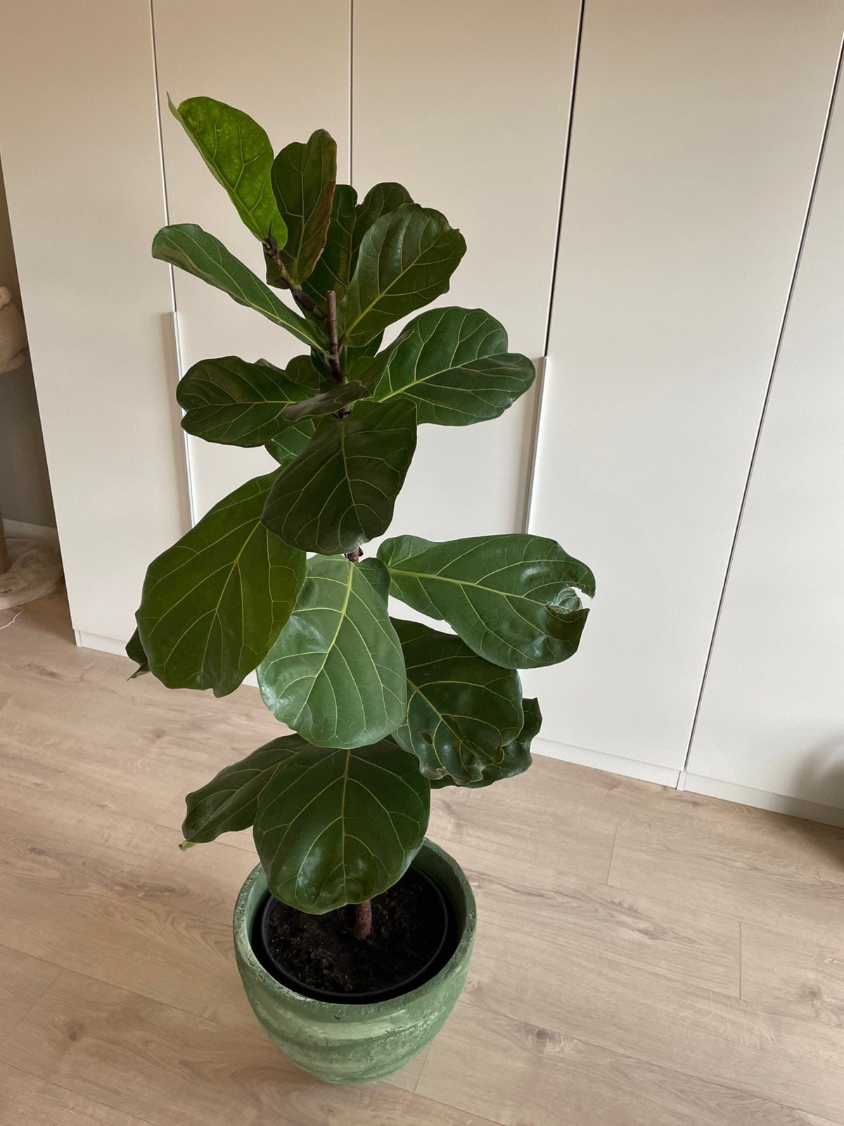 Ficus lyrata, Enlèvement, Ficus