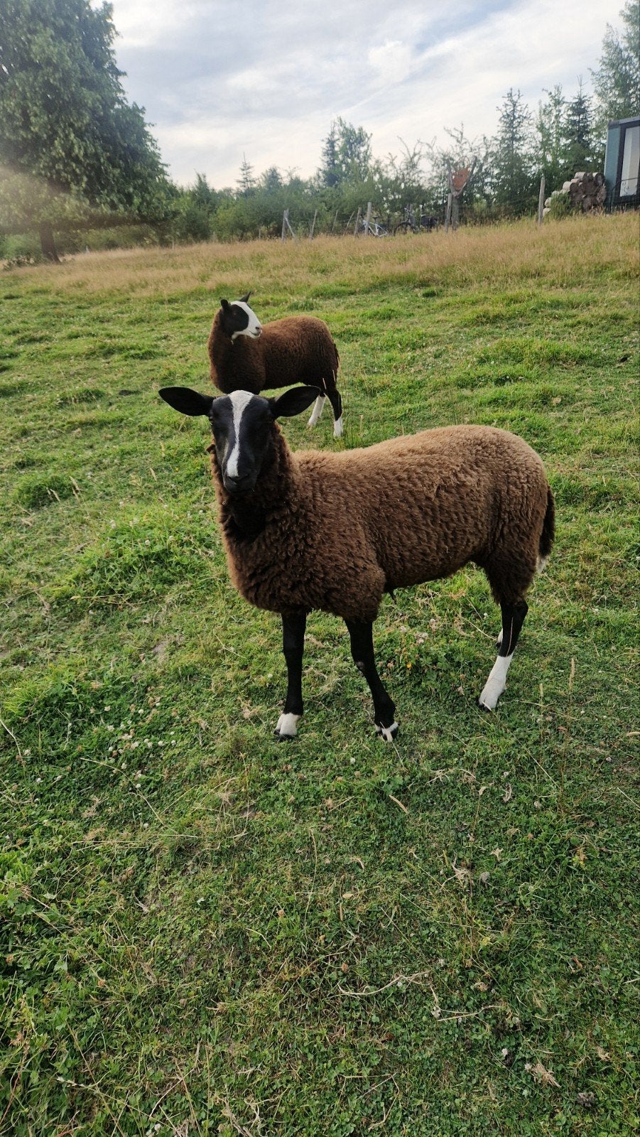 Zwartbles rammen en ooien te koop., Animaux & Accessoires, Moutons, Chèvres & Cochons