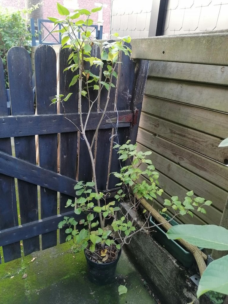 Plant de lilas mauve, Jardin & Terrasse, Enlèvement, Autres espèces, Arbuste, 250 cm ou plus