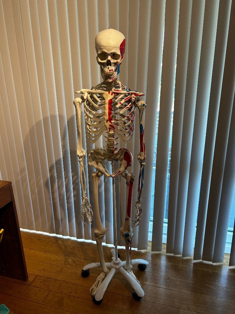 anatomische skelet met spiermarkeringen, Diversen, Ophalen, Zo goed als nieuw