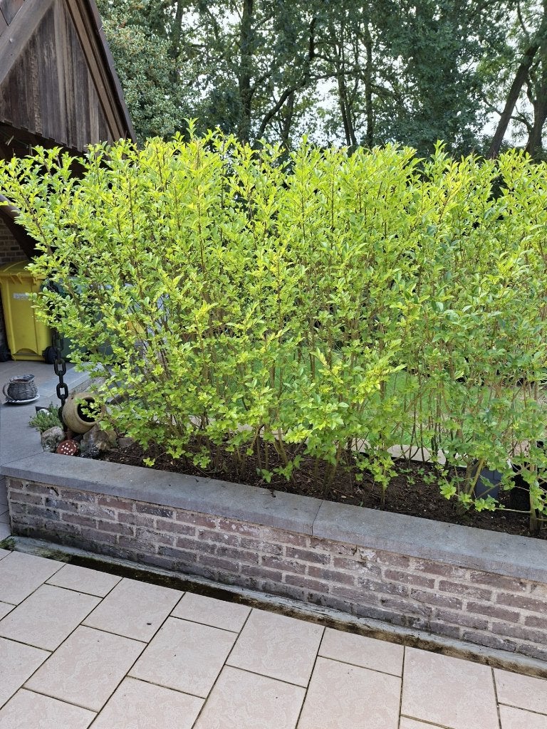 liguster haag 21 planten groot, Tuin en Terras, Ophalen, Liguster, Haag, 100 tot 250 cm