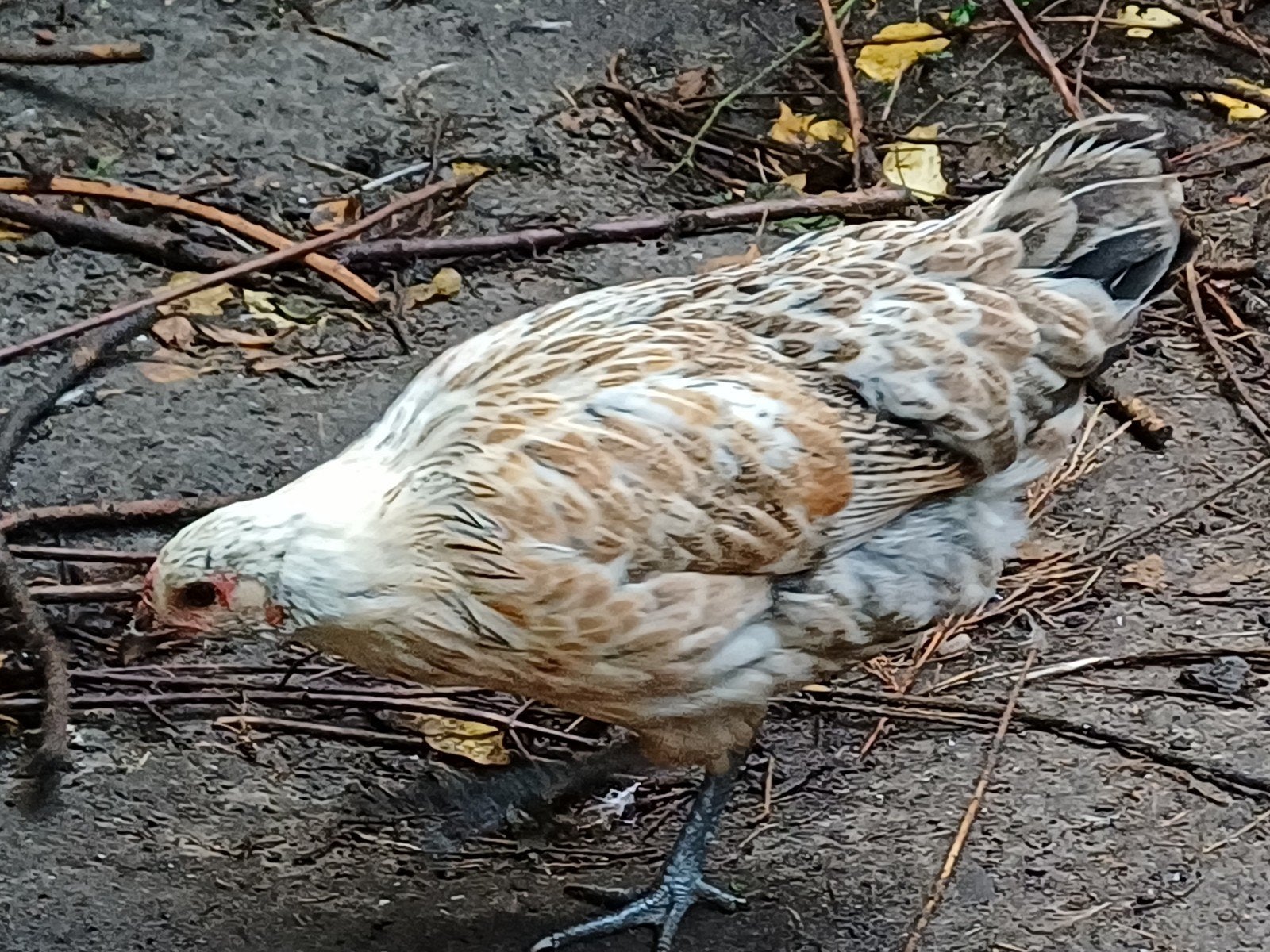 2 jonge groenlegger hennen