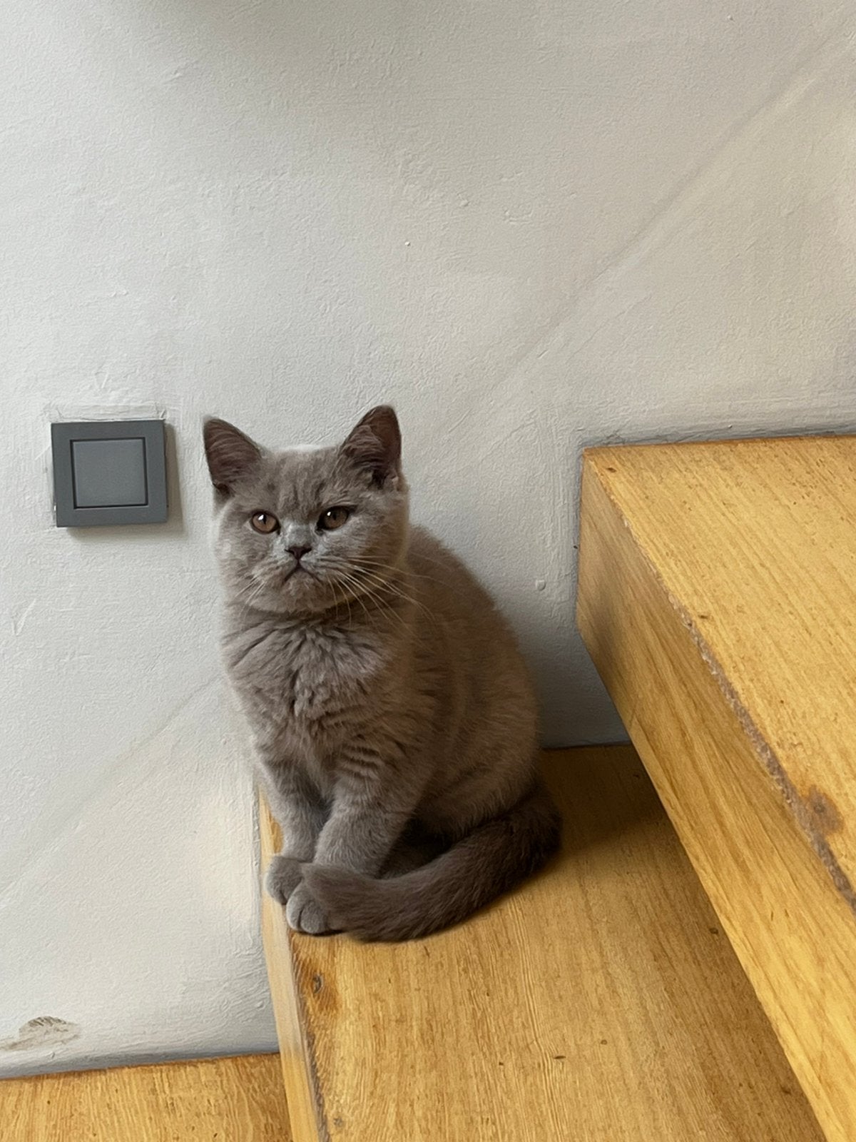 Brits Korthaar kitten met mooie stamboom, Dieren en Toebehoren, Poes, Met stamboom, 0 tot 2 jaar