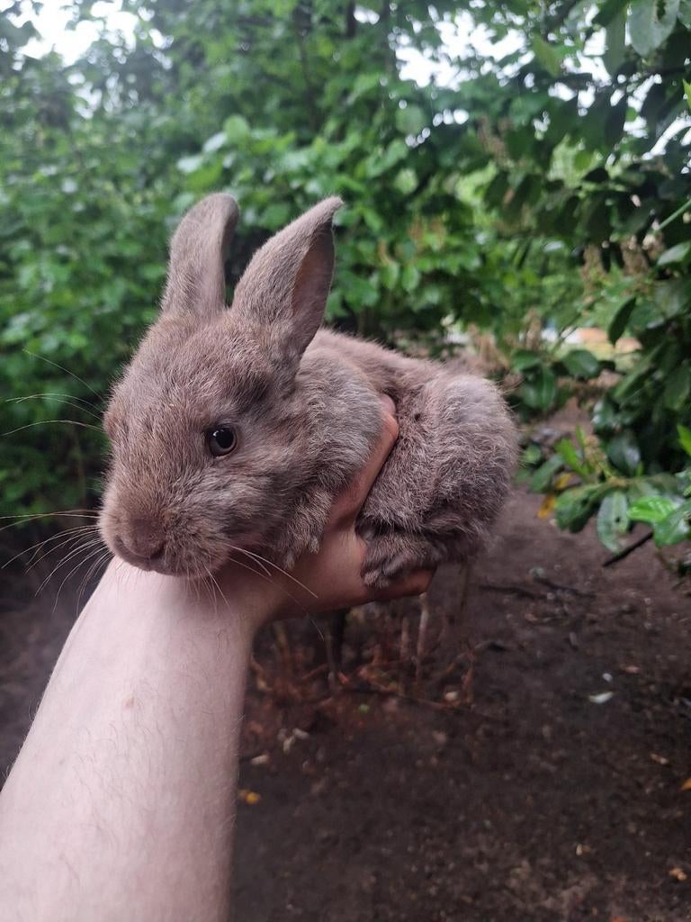 Vlaamse reuzen, Dieren en Toebehoren, Konijnen, Meerdere dieren, Groot, 0 tot 2 jaar