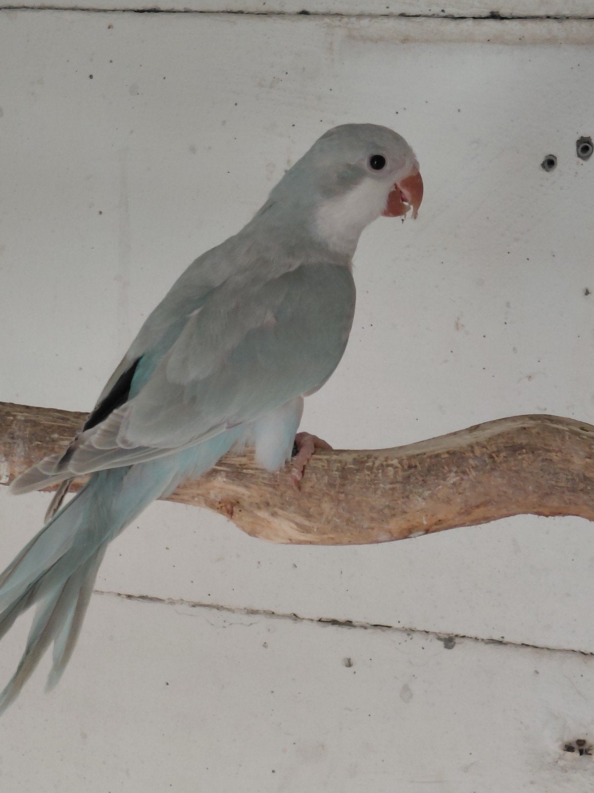 souris et perruches, Animaux & Accessoires, Oiseaux | Perruches & Perroquets