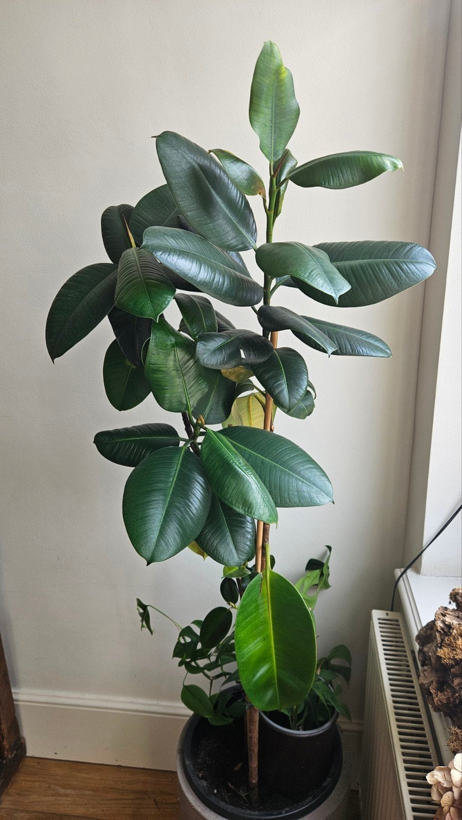 Ficus elastica 1m80 avec de nouvelles pousses, Maison & Meubles, Enlèvement, Ficus