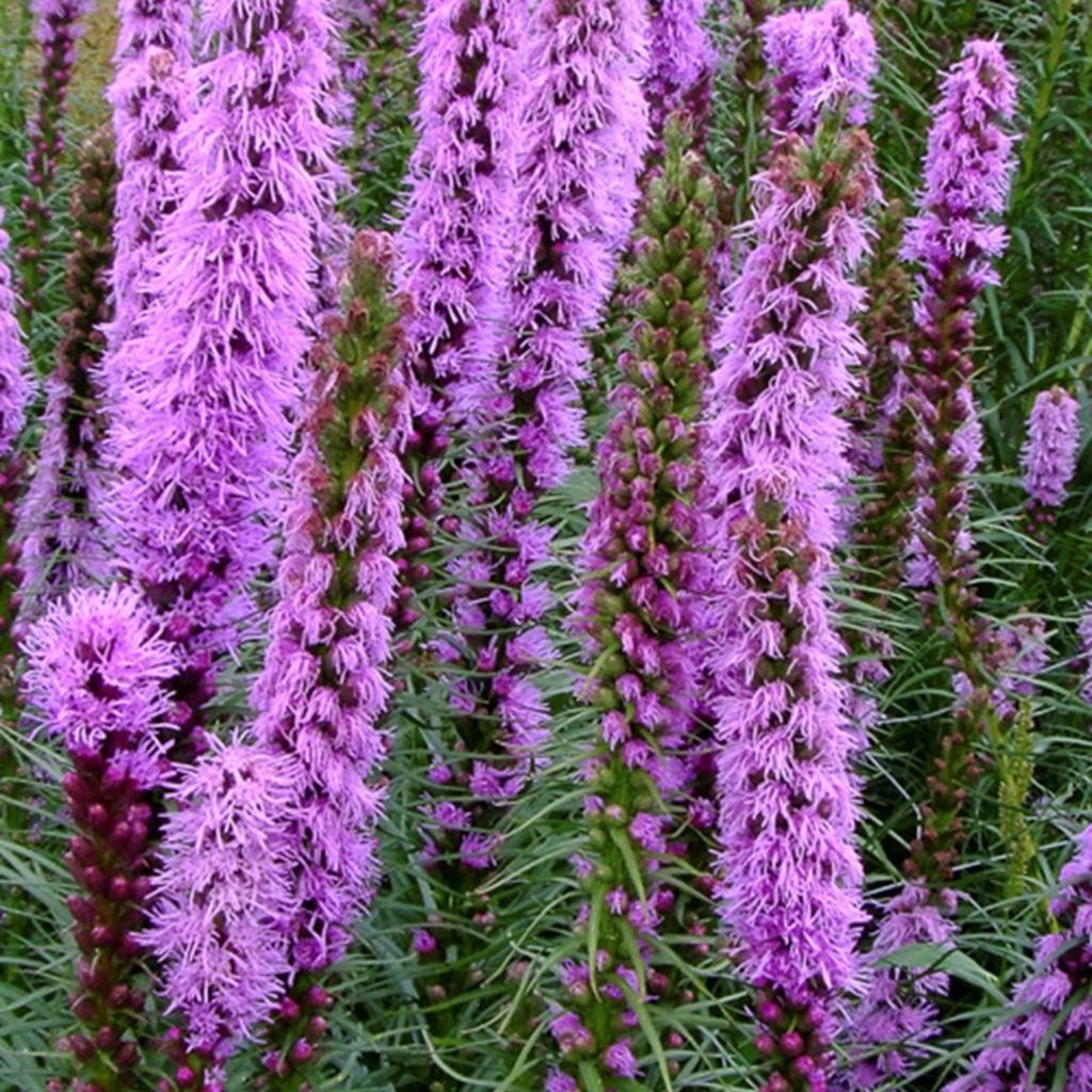 Liatris Florestian Violet, Enlèvement