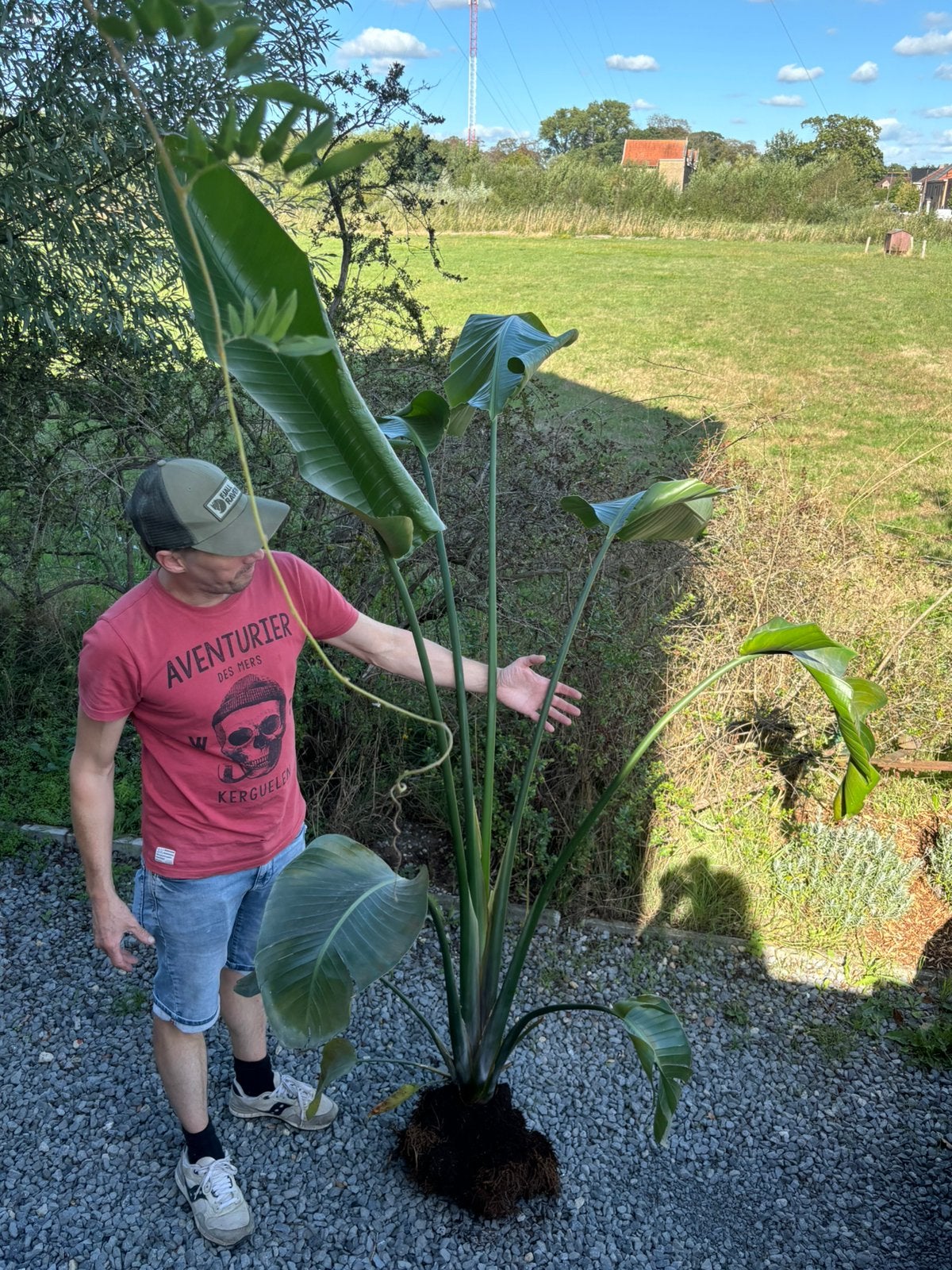 Strelitzia, Jardin & Terrasse, Enlèvement