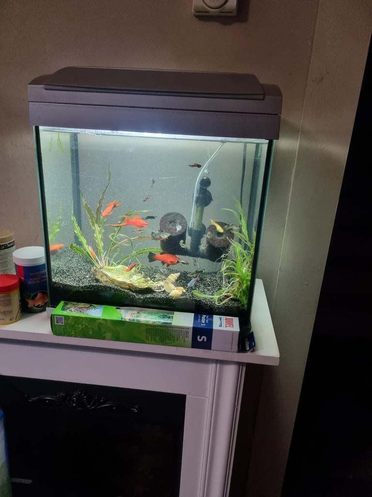 alles samen, Dieren en Toebehoren, Ophalen of Verzenden