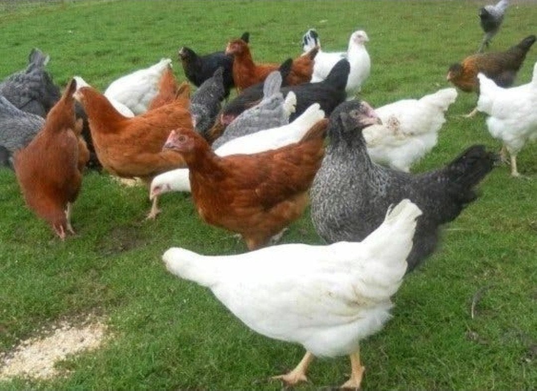 legkippen, Dieren en Toebehoren, Pluimvee