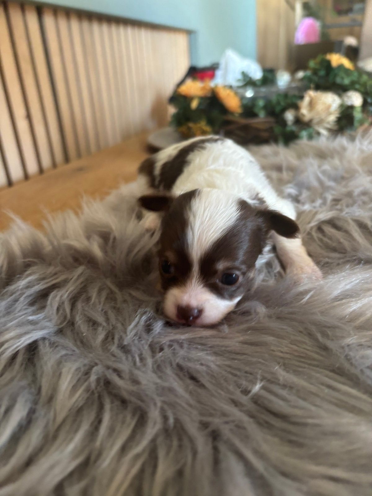 Chihuahua langharig, Dieren en Toebehoren, België, Fokker | Hobbymatig, CDV (hondenziekte), 8 tot 15 weken