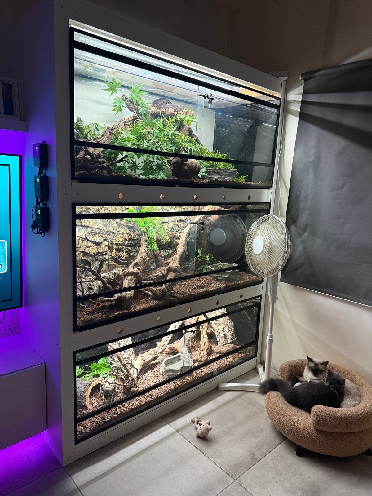 Terrariums met zelfgemaakte kast + slangen te koop, Enlèvement, Comme neuf
