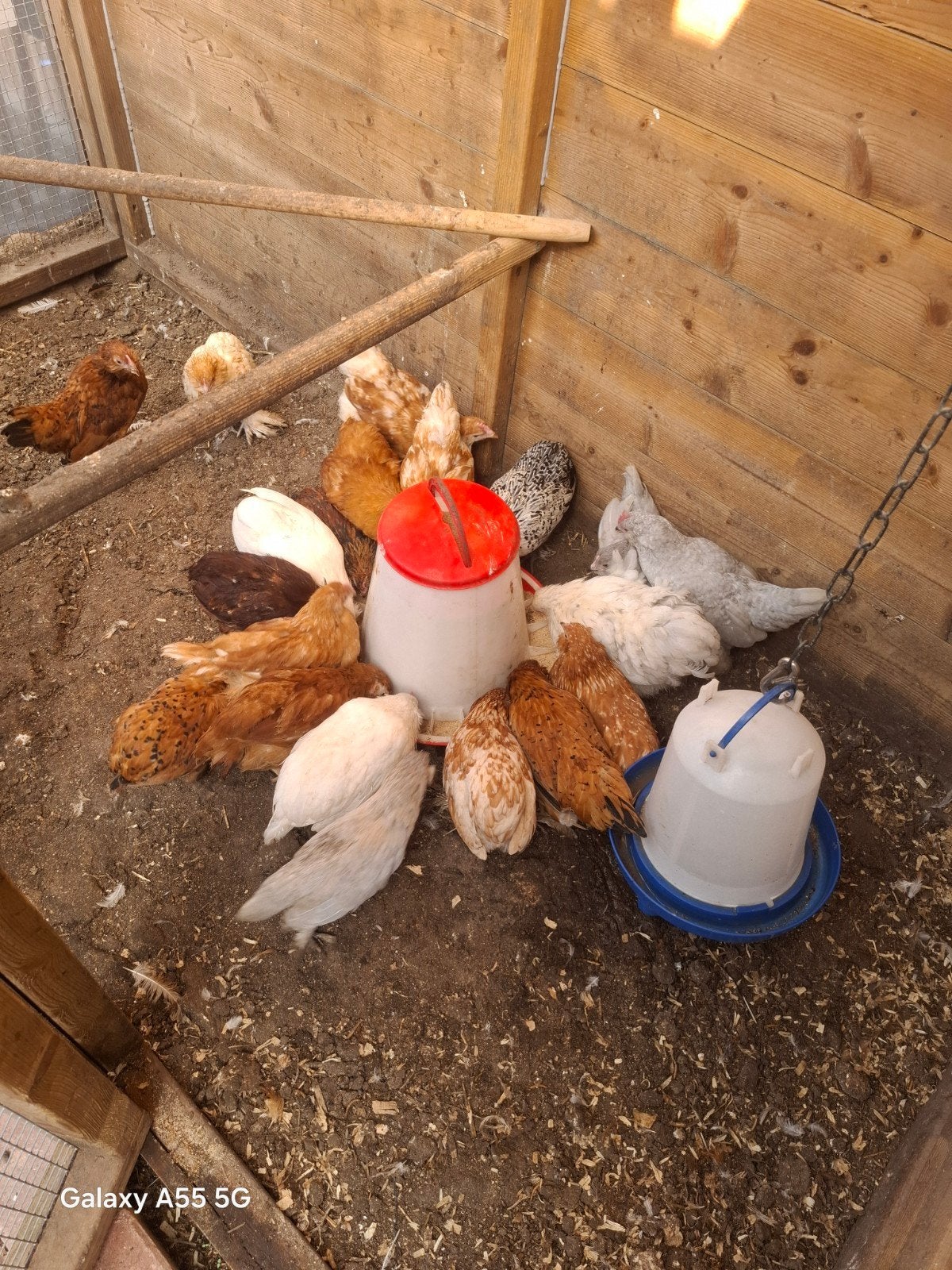 kippen, Dieren en Toebehoren, Meerdere dieren, Kip