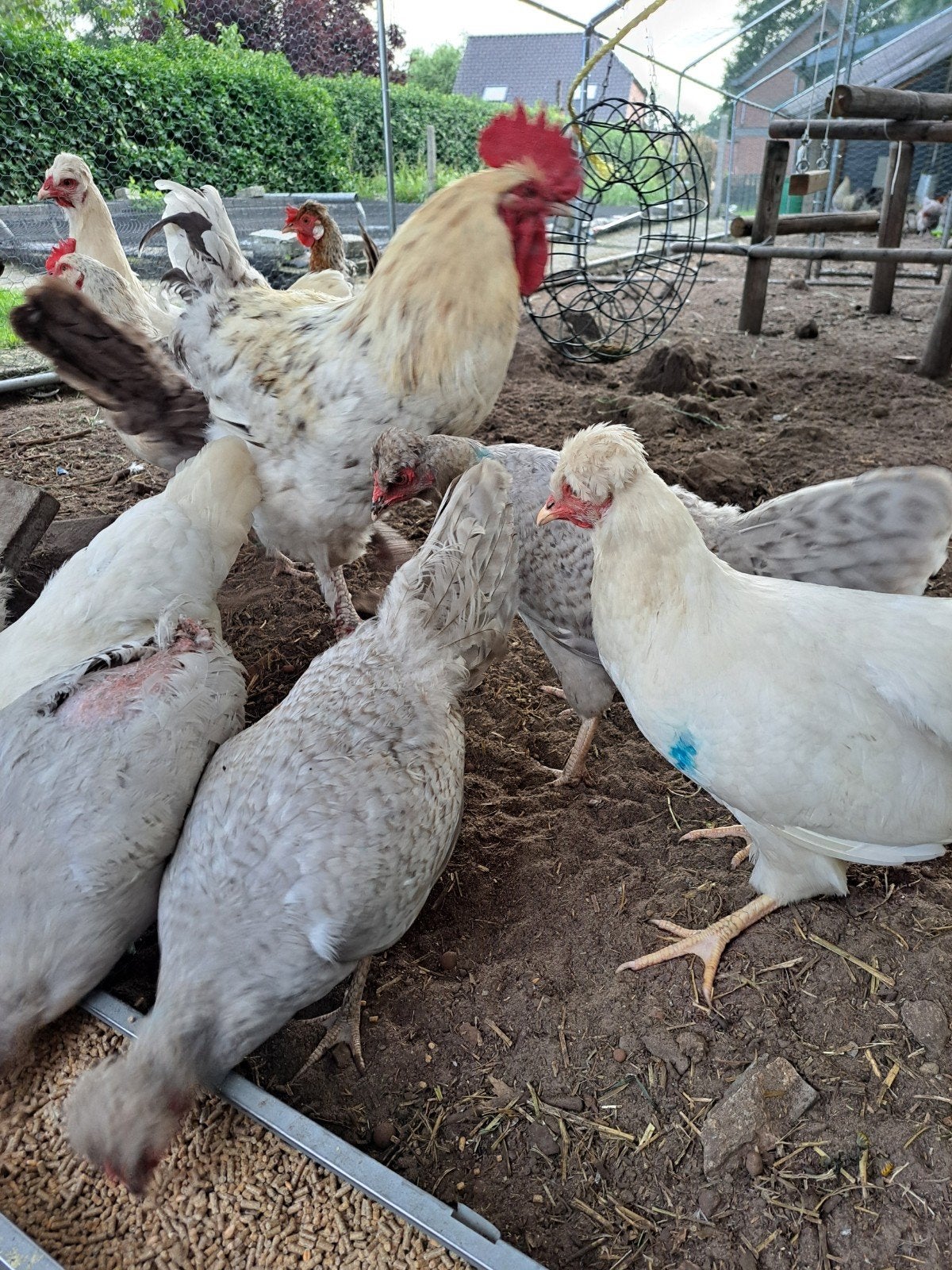 Hennen Schijndelaar (Wit en koekoek), Dieren en Toebehoren, Pluimvee