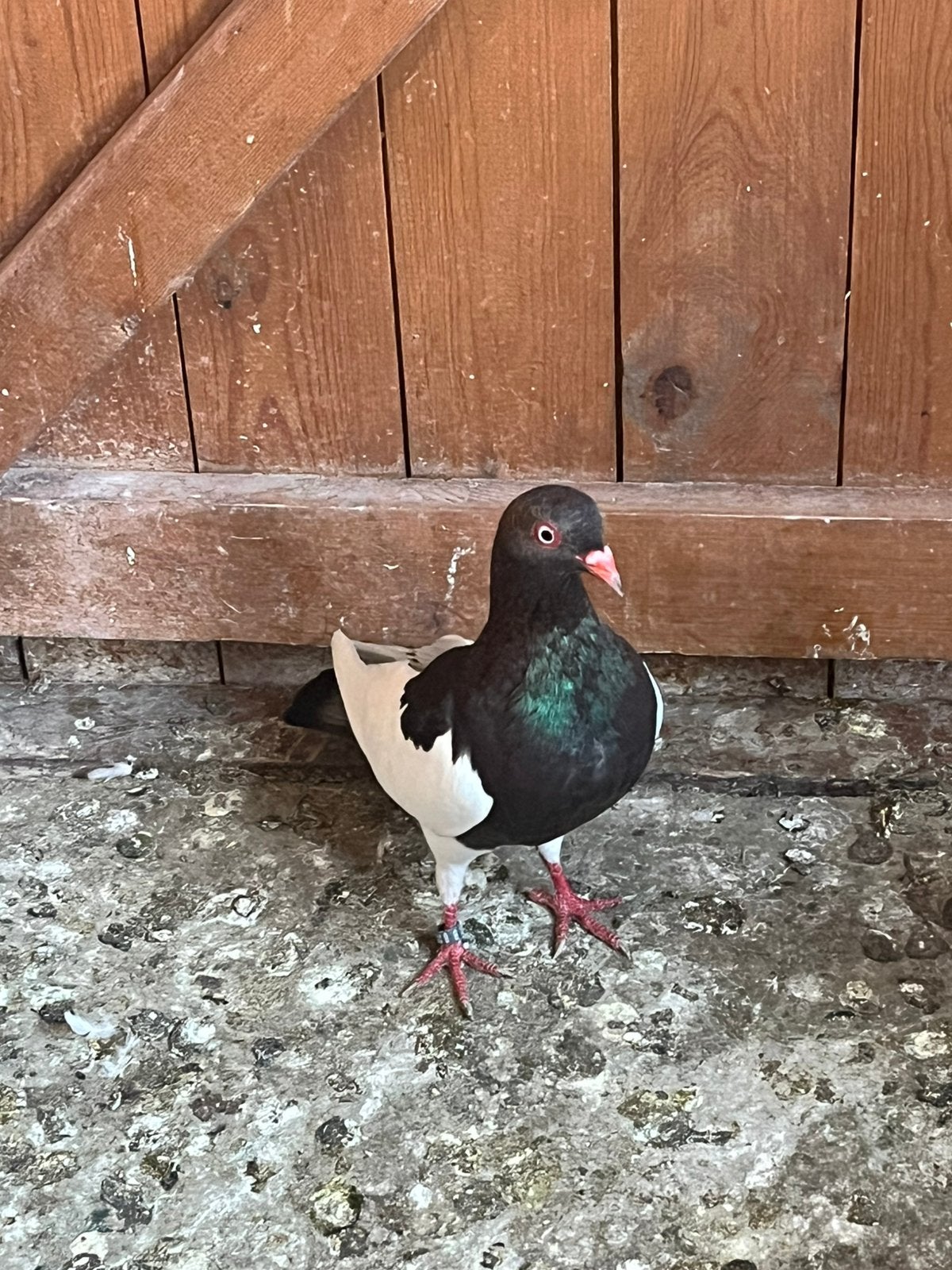 DUIVEN RUILEN!!!!!, Dieren en Toebehoren, Vogels | Duiven, Geslacht onbekend, Overige soorten