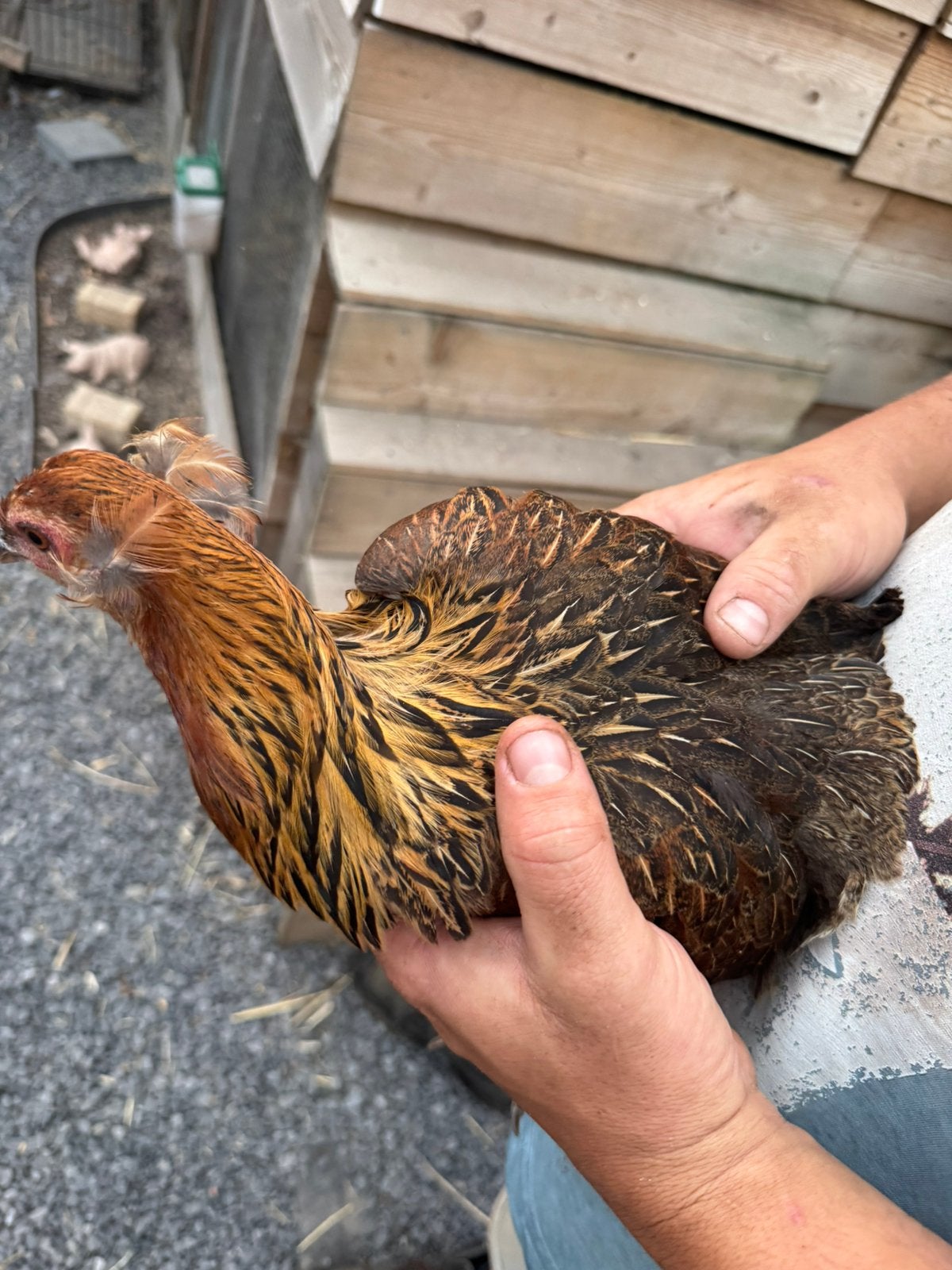 Ras zuivere araucana’s, Animaux & Accessoires, Femelle, Poule ou poulet