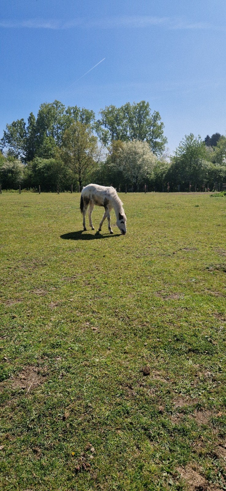 étalon Trovero, yearling, Avec pedigree, Moins de 160 cm, Cheval western, Étalon