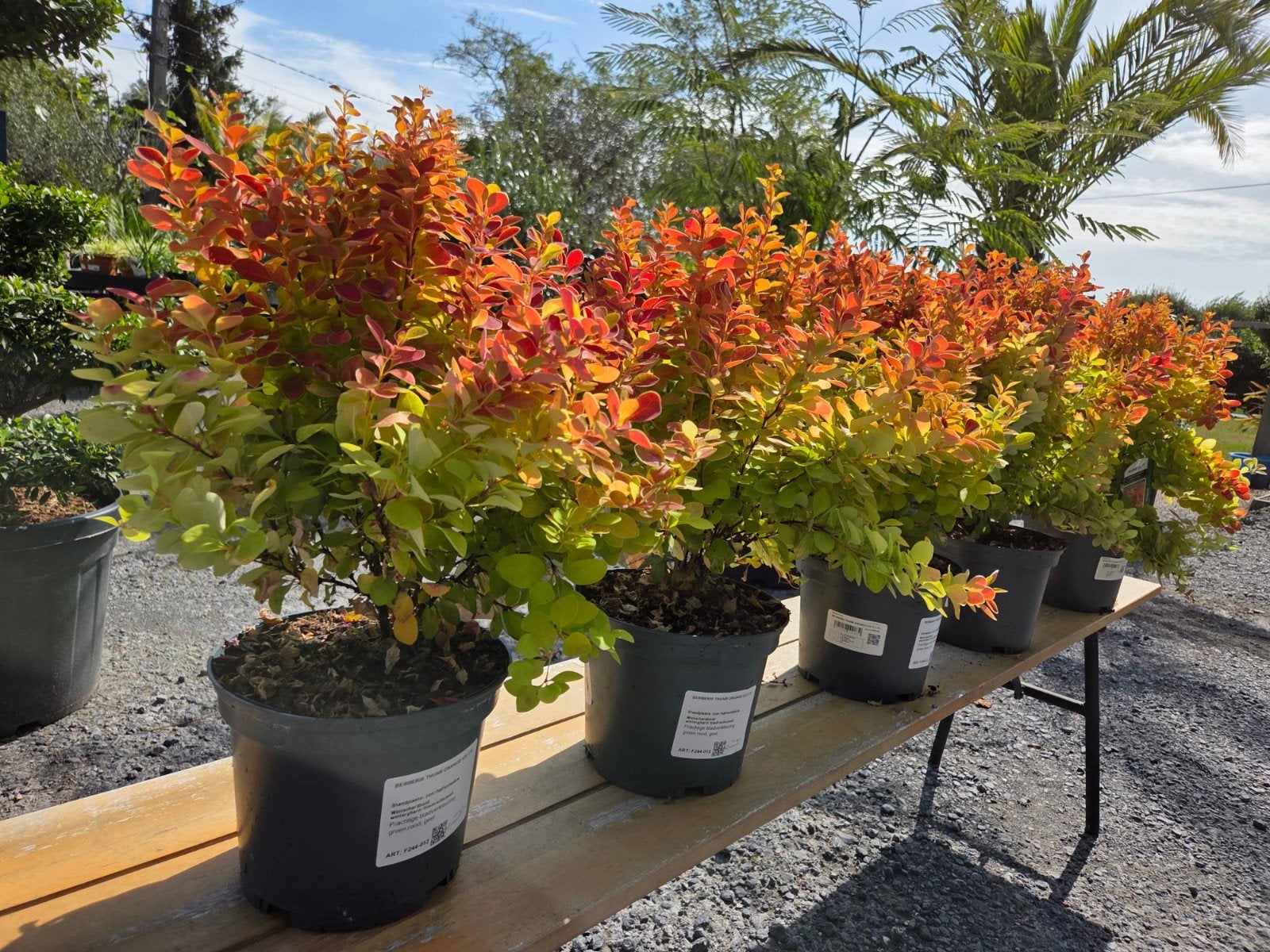 Berberis thunb. Orange Ice 
 Berberis ‘Orange Ice’, Enlèvement, Automne