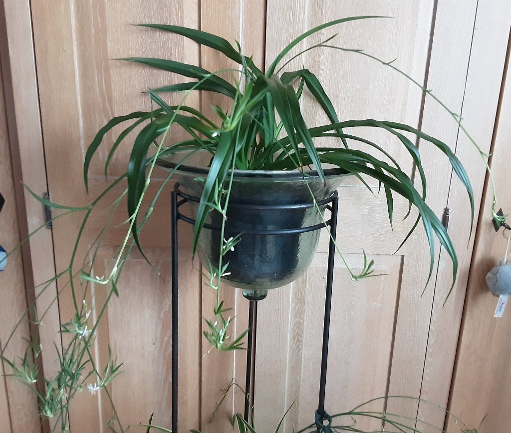 Grote mooie kamerplant Chlorophitum met veel uitlopers, Ophalen of Verzenden, In pot