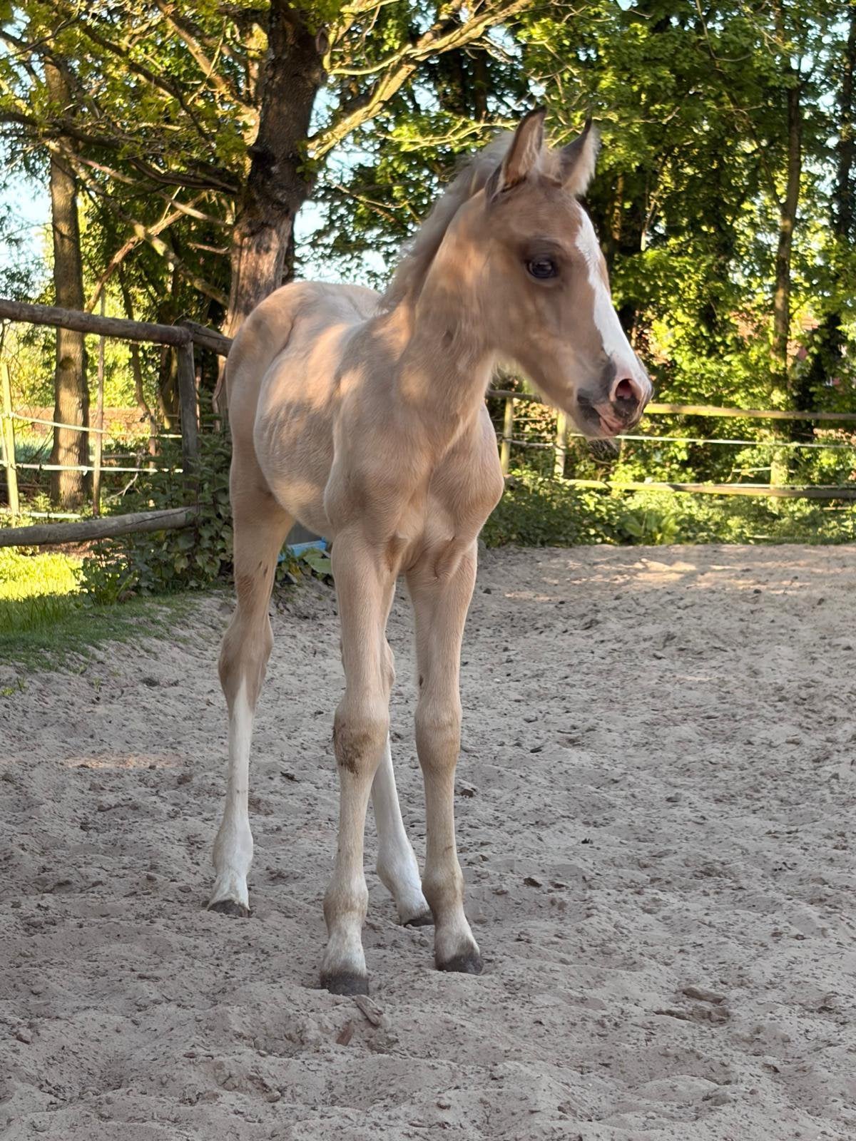 Beau poulain mâle, Animaux & Accessoires, Poneys, Étalon, Non dressé, Poney D (1.37 m à 1.48m), Poney de saut, 0 à 2 ans, Avec pedigree