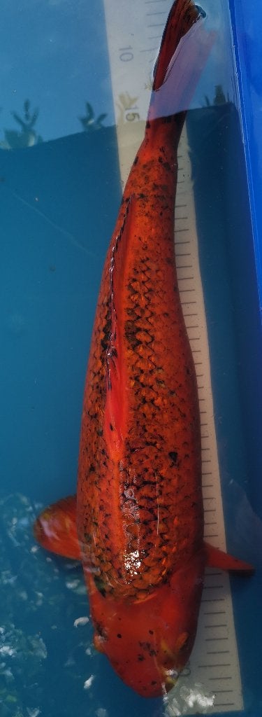 Koï japonaise aka matsuba., Carpe ou Koï