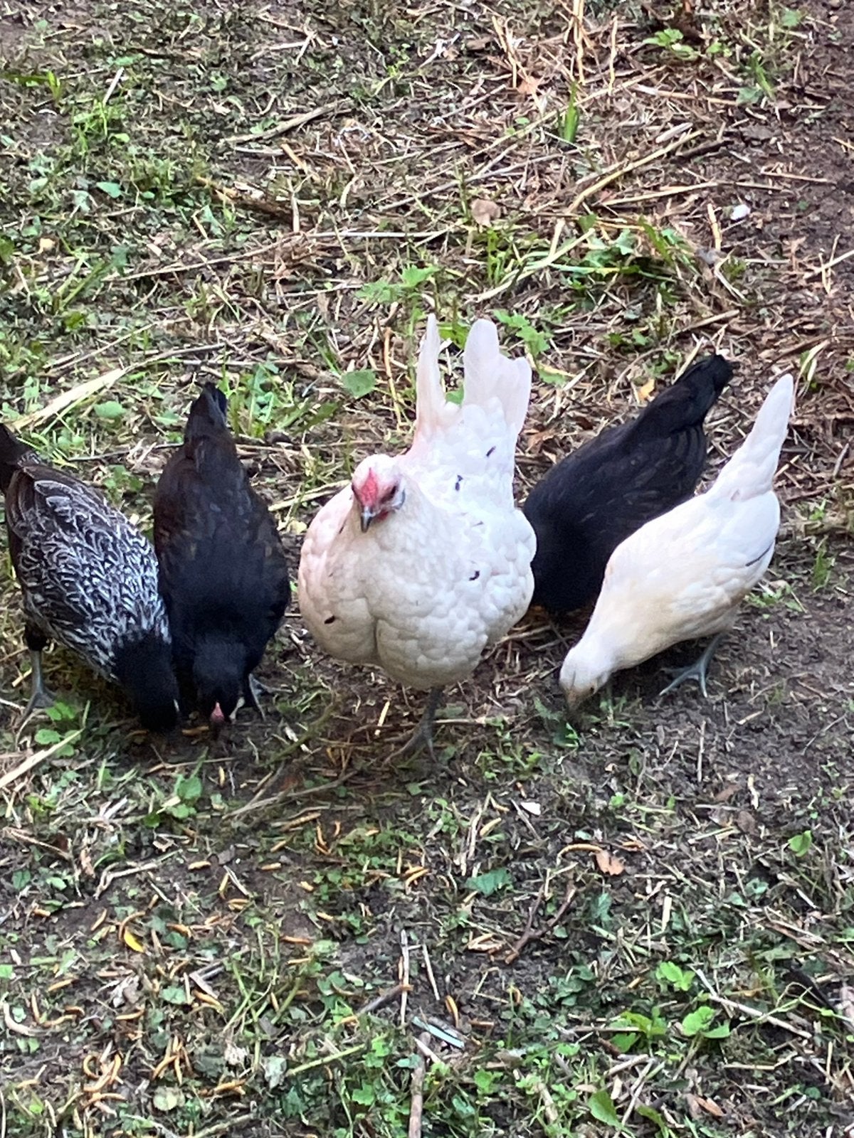 Kloek met 4 kuikens 6 weken oud, Meerdere dieren, Kip