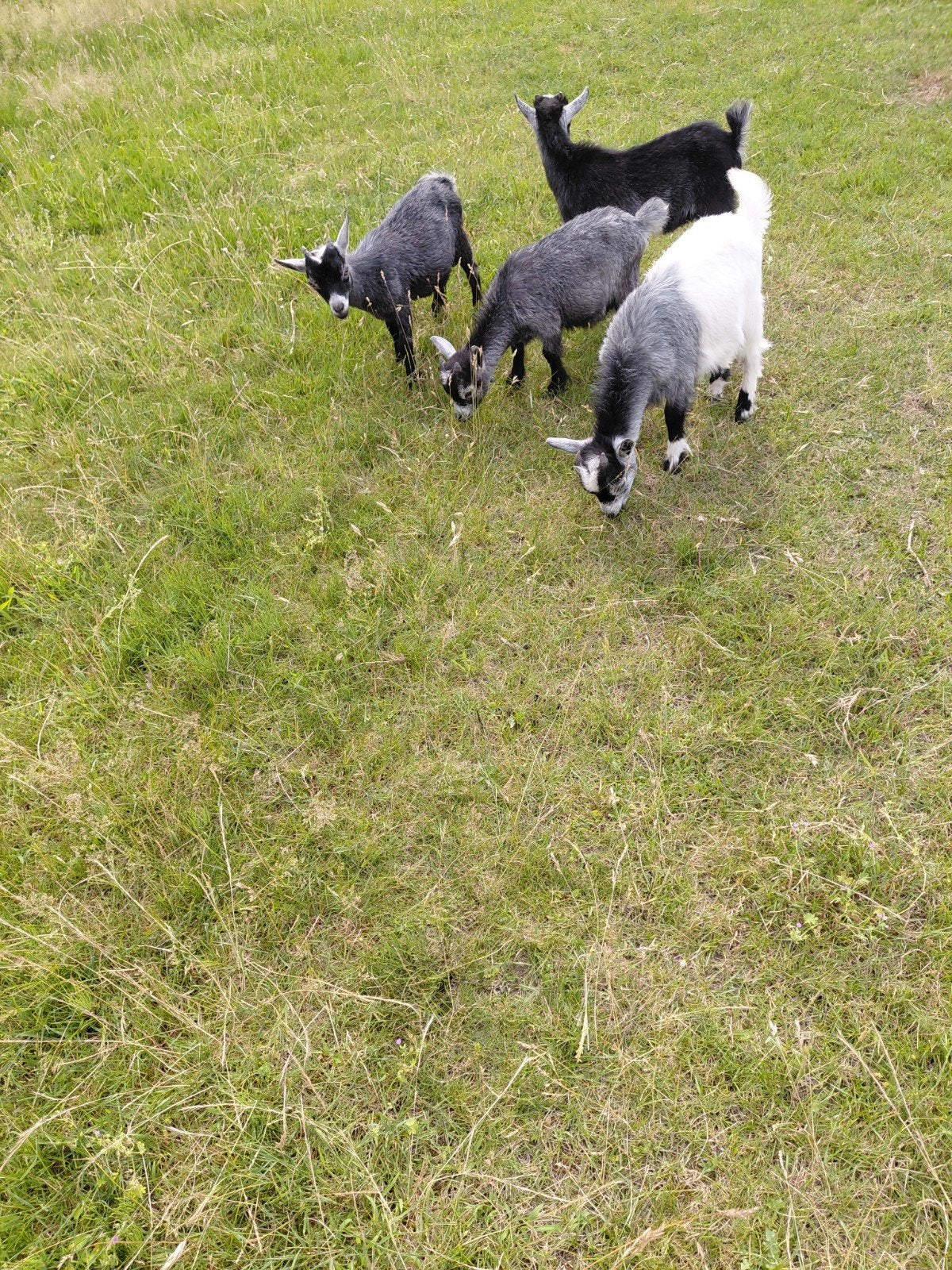 Dwerggeitjes  (bok), Dieren en Toebehoren