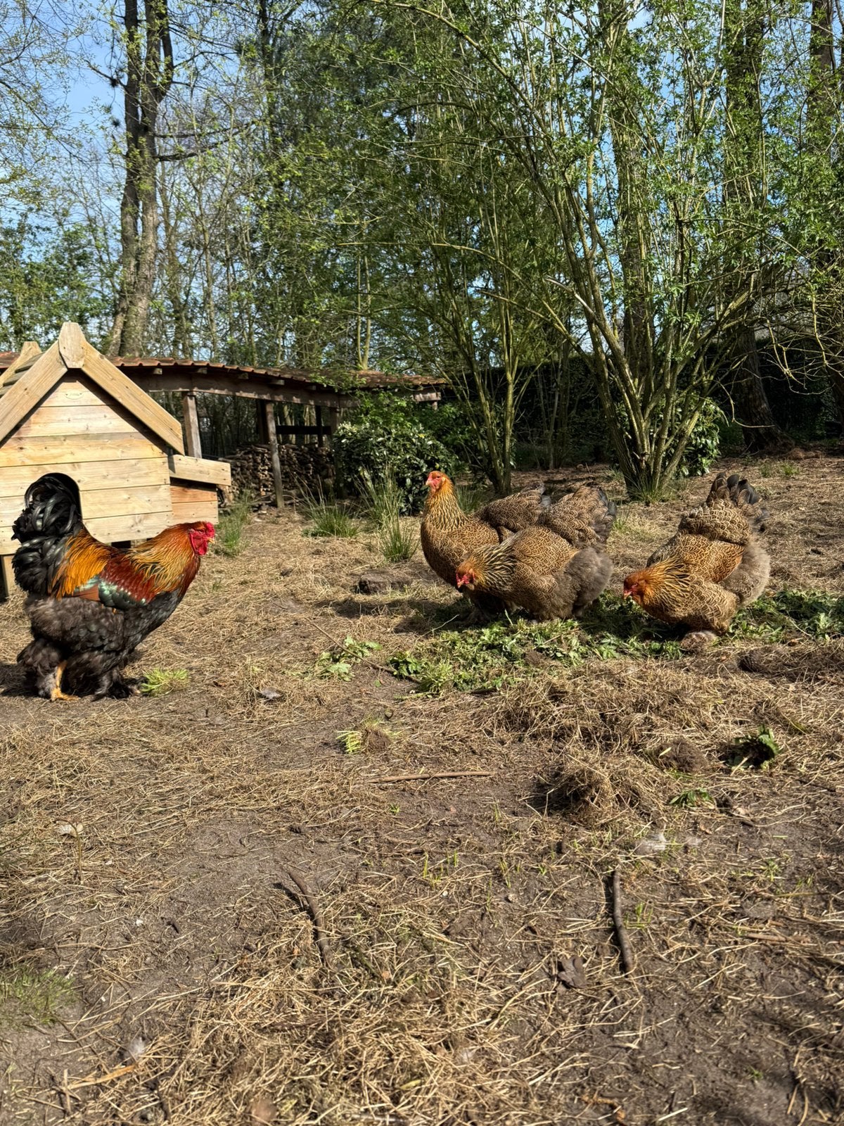 Brahma broedeieren, Dieren en Toebehoren, Pluimvee, Kip