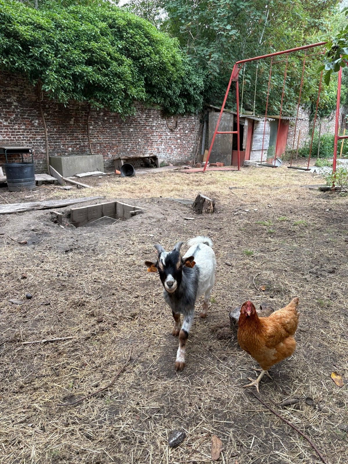Jonge bok zoekt thuis, Dieren en Toebehoren, Schapen, Geiten en Varkens, Mannelijk, Geit, 0 tot 2 jaar