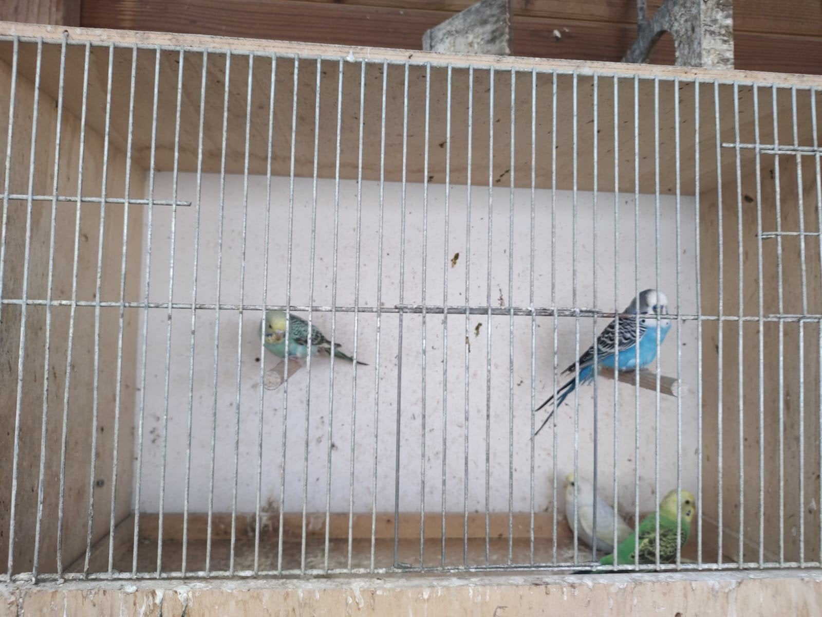 Vogels grasparkieten, Dieren en Toebehoren, Tam