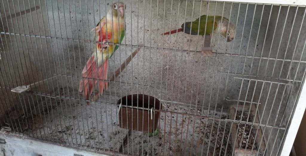 vogels, Parkiet, Geringd