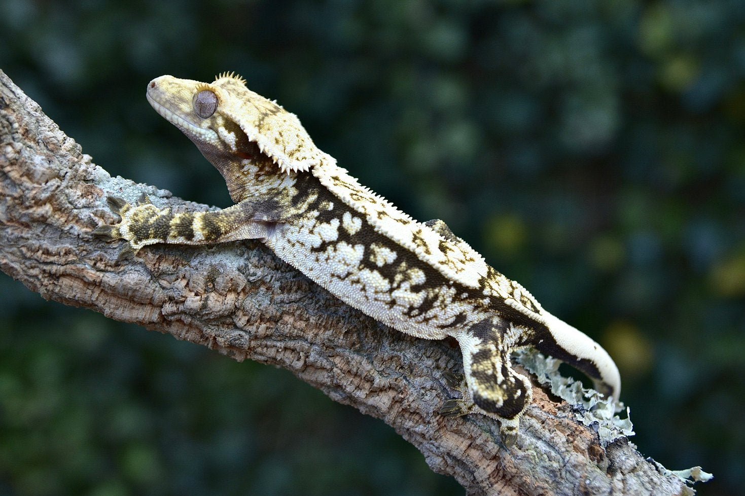 Belle Wimpergekko 0.1 femelle, Animaux & Accessoires, Reptiles & Amphibiens