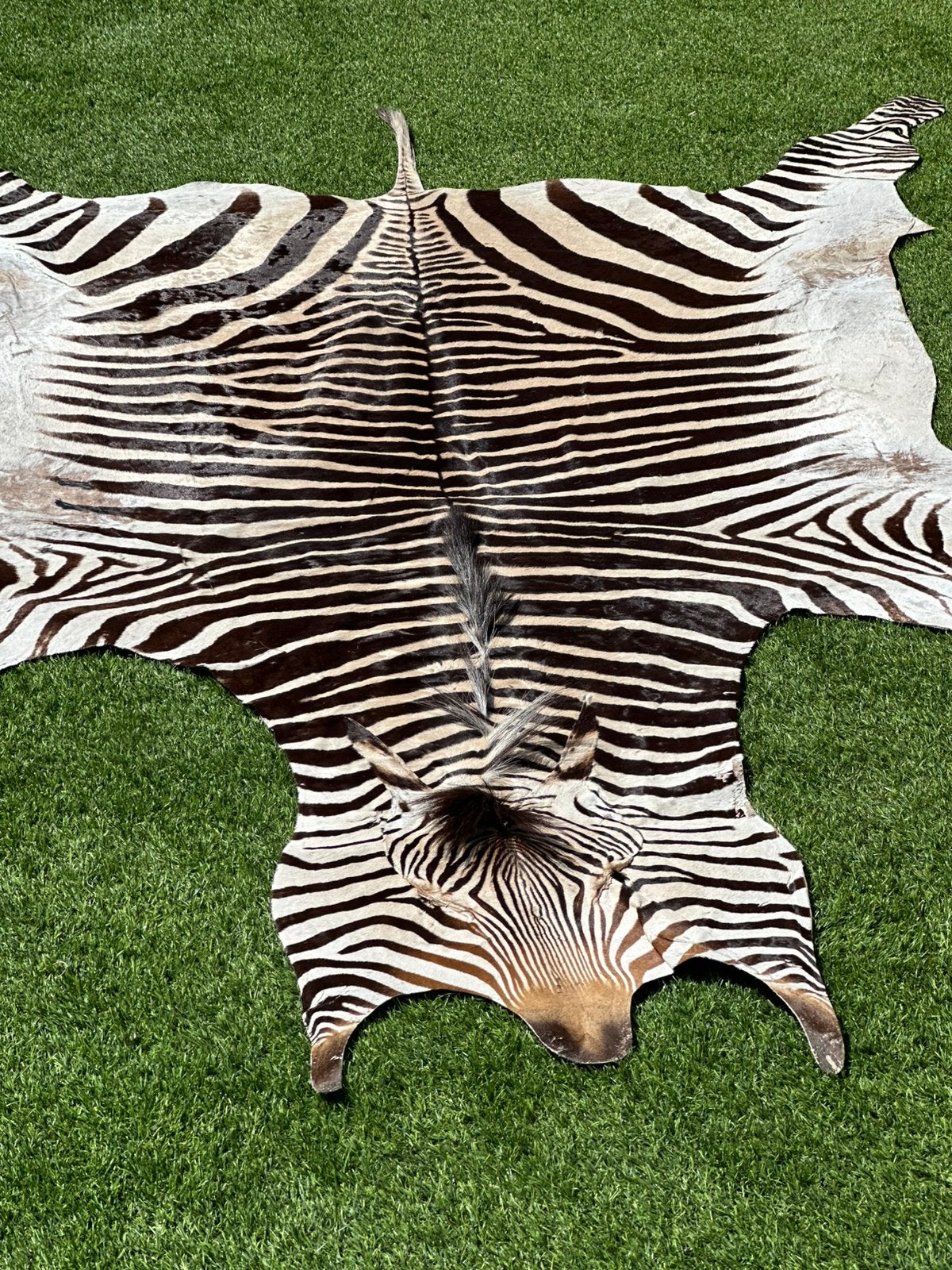 Zebra vel, Ophalen
