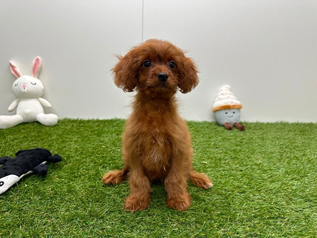 Cavapoo pups (F1), België, 8 tot 15 weken, CDV (hondenziekte), Meerdere
