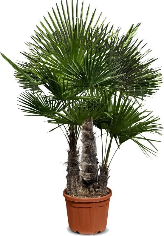 palmbomen, Jardin & Terrasse, Plantes | Arbres, Enlèvement, Palmier, 400 cm ou plus