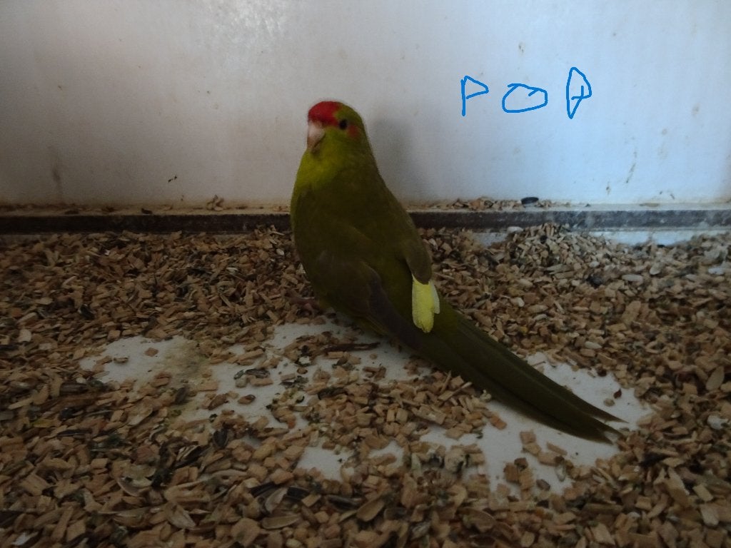 kakariki, Femelle, Perruche