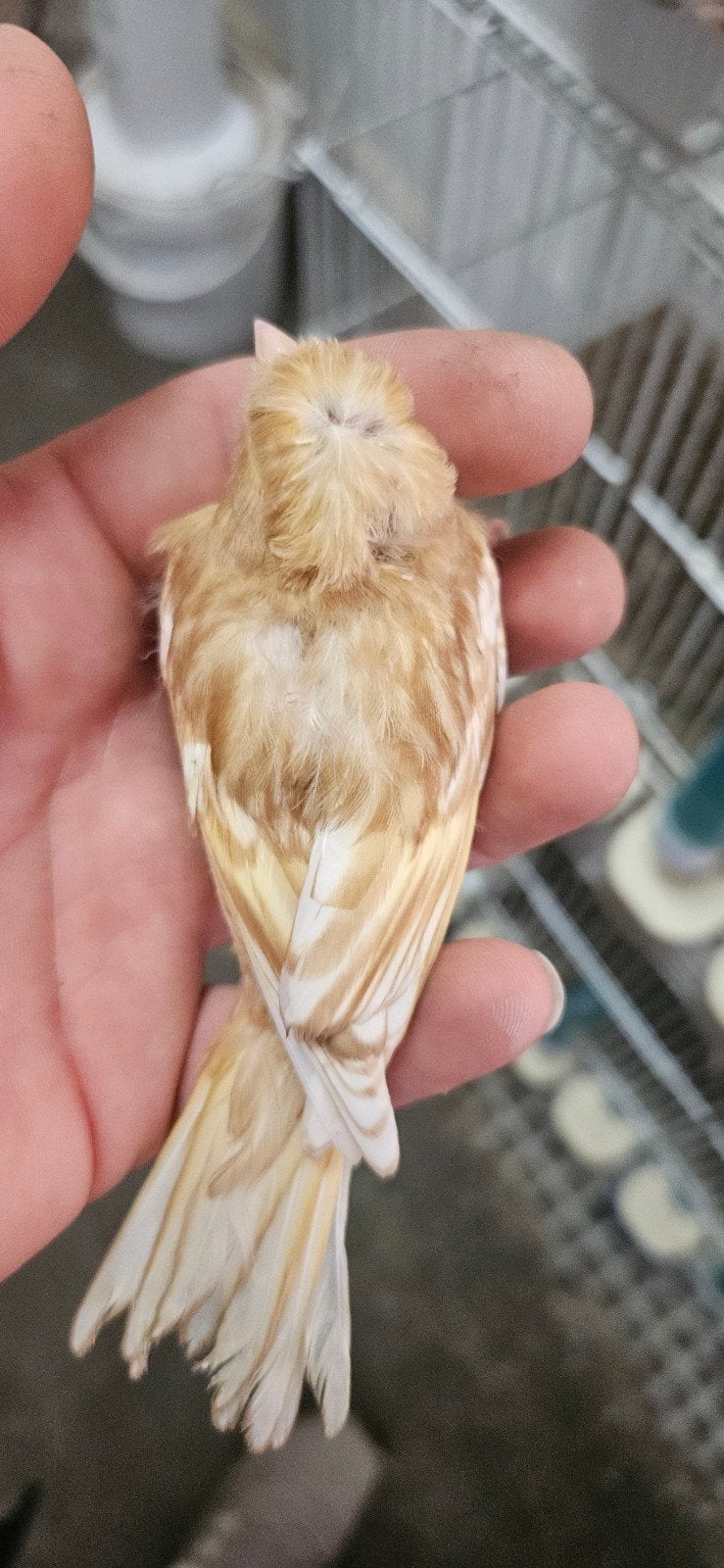 Canaris phaeo huppés, Plusieurs animaux, Canari de couleur
