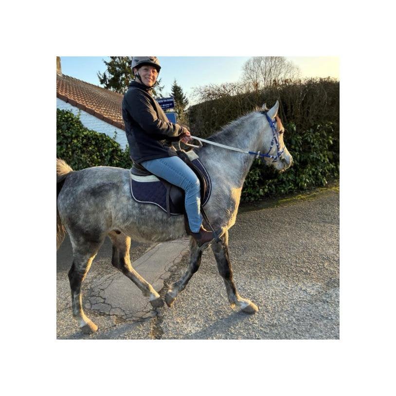 Hongre pur sang arabe, Animaux & Accessoires, Chevaux, Hongre, Débourré