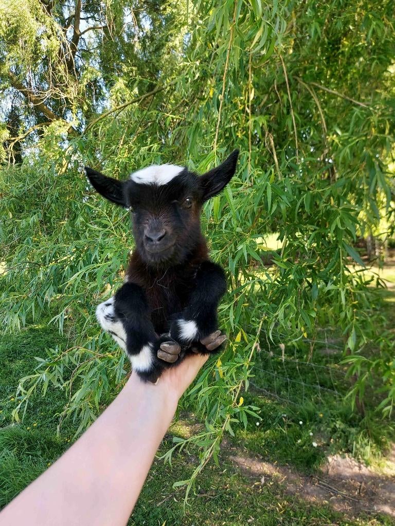 Chèvres miniature et toy, Animaux & Accessoires, Animaux Autre, Plusieurs animaux, Février